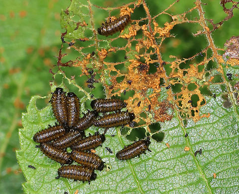 Leaf Beetle Larvae -  Chrysomela sp., Subgenus Macrolina Maybe Chrysomela interrupta?

Habitat: Spotted feasting on alder (Alnus sp.) leaves in a bog Geotagged,Spring,United States,beetle larvae,chrysomela,larva,larvae,leaf beetle,leaf beetle larvae,macrolina