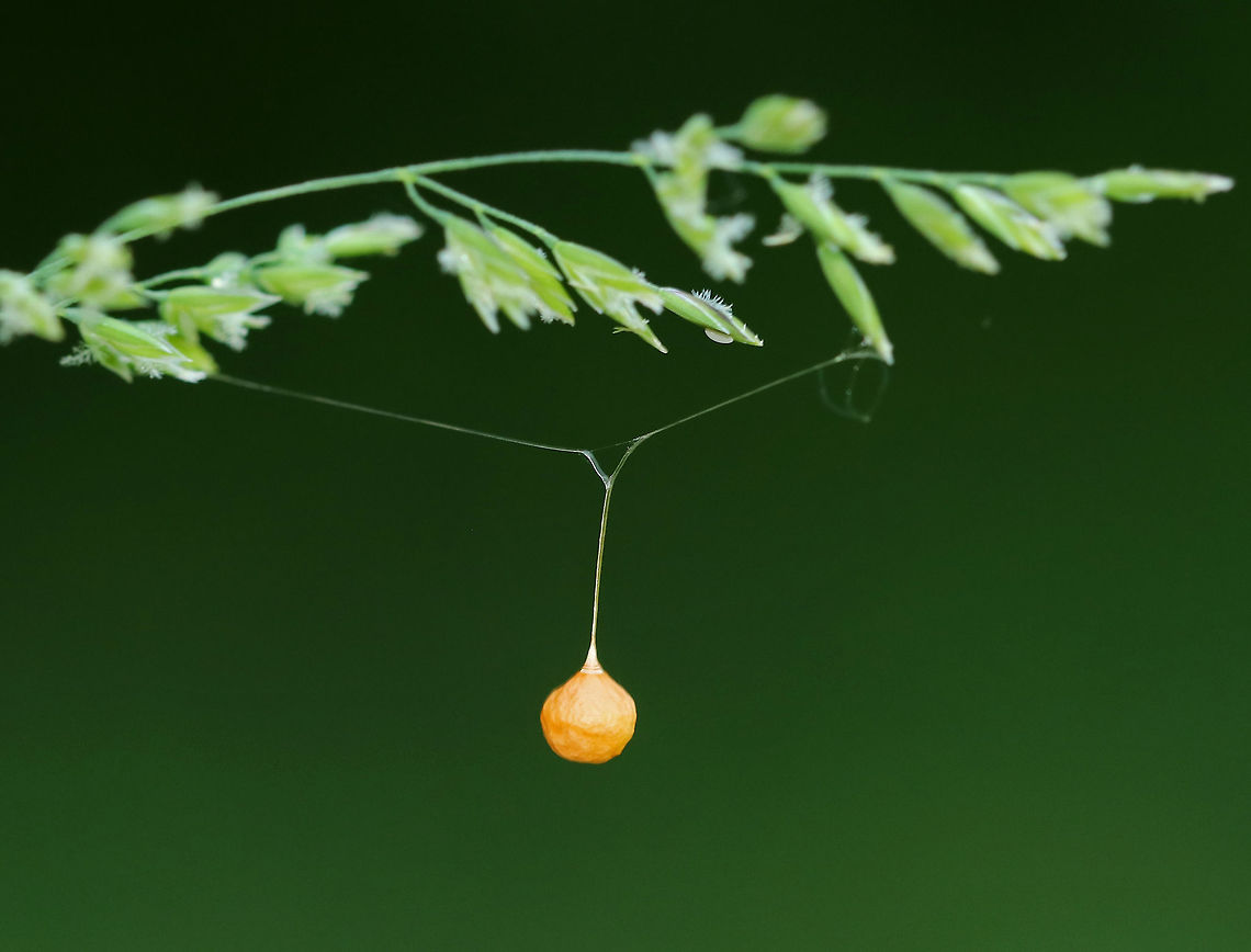 Ray Spider Egg Sac - Theridiosoma gemmosum Golden brown sac that was suspended by a thread that was forked at the top. The top of the sac has a cap, which is partly pushed off when the spiderlings emerge. Egg sac was about 3 mm long.<br />
<br />
Habitat: Bog; I frequently see these egg sacs in this area, but they are difficult to get photos of! Geotagged,Spring,Theridiosoma,Theridiosoma gemmosum,United States,egg,egg sac,ray spider,spider egg sac