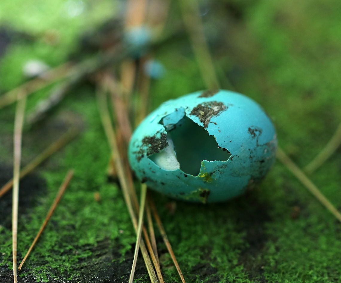 Bird's Egg I&#039;m not sure whose egg this was - bluebird, starling, or robin...But, I&#039;m assuming it was predated upon because I found it on a stump with only this small peck hole in it. <br />
<br />
Habitat: Coniferous forest<br />
<figure class="photo"><a href="https://www.jungledragon.com/image/83715/birds_egg.html" title="Bird&#039;s Egg"><img src="https://s3.amazonaws.com/media.jungledragon.com/images/3232/83715_thumb.jpg?AWSAccessKeyId=05GMT0V3GWVNE7GGM1R2&Expires=1759968010&Signature=AdodA0don%2B%2FhGKL%2FQXwo7dKRqSM%3D" width="200" height="164" alt="Bird&#039;s Egg I&#039;m not sure whose egg this was - bluebird, starling, or robin...But, I&#039;m assuming it was predated upon because I found it on a stump with only this small peck hole in it. <br />
<br />
Habitat: Coniferous forest<br />
https://www.jungledragon.com/image/83714/birds_egg.html Geotagged,Spring,United States,blue egg,egg" /></a></figure><br />
 Geotagged,Spring,United States,bird egg,bird's egg,blue egg,egg