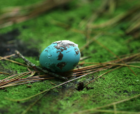 Bird's Egg I'm not sure whose egg this was - bluebird, starling, or robin...But, I'm assuming it was predated upon because I found it on a stump with only this small peck hole in it. 
Habitat: Coniferous forest
https://www.jungledragon.com/image/83714/birds_egg.html Geotagged,Spring,United States,blue egg,egg
