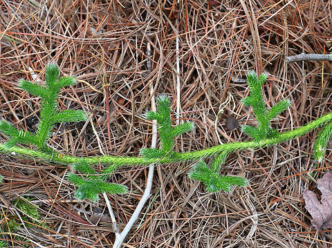 Stag's-horn Clubmoss - Lycopodium clavatum The stems are horizontal and produce roots at frequent intervals,  which allows the stem to grow indefinitely along the ground.  

The spores of this moss, "lycopodium powder", are explosive if present in the air in high enough densities. They were used as flash powder in early photography and magic acts.

Habitat: Coniferous forest
https://www.jungledragon.com/image/83799/stags-horn_clubmoss_-_lycopodium_clavatum.html Geotagged,Lycopodium clavatum,Summer,United States,clubmoss,common clubmoss,foxtail clubmoss,running ground-pine,running pine,stag's-horn clubmoss,wolf's-foot clubmoss,wolf-paw clubmoss