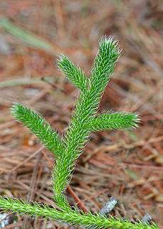 Stag's-horn Clubmoss - Lycopodium clavatum The stems are horizontal and produce roots at frequent intervals, which allows the stem to grow indefinitely along the ground. 

The spores of this moss, "lycopodium powder", are explosive if present in the air in high enough densities. They were used as flash powder in early photography and magic acts.

Habitat: Coniferous forest
https://www.jungledragon.com/image/83751/stags-horn_clubmoss_-_lycopodium_clavatum.html Geotagged,Lycopodium clavatum,Stag's-horn Clubmoss,Summer,United States,clubmoss