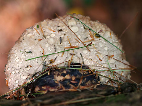 Niveoporofomes spraguei Habitat: Growing on a fallen tree in a coniferous forest Geotagged,Niveoporofomes,Niveoporofomes spraguei,Summer,United States,fungus,mushroom