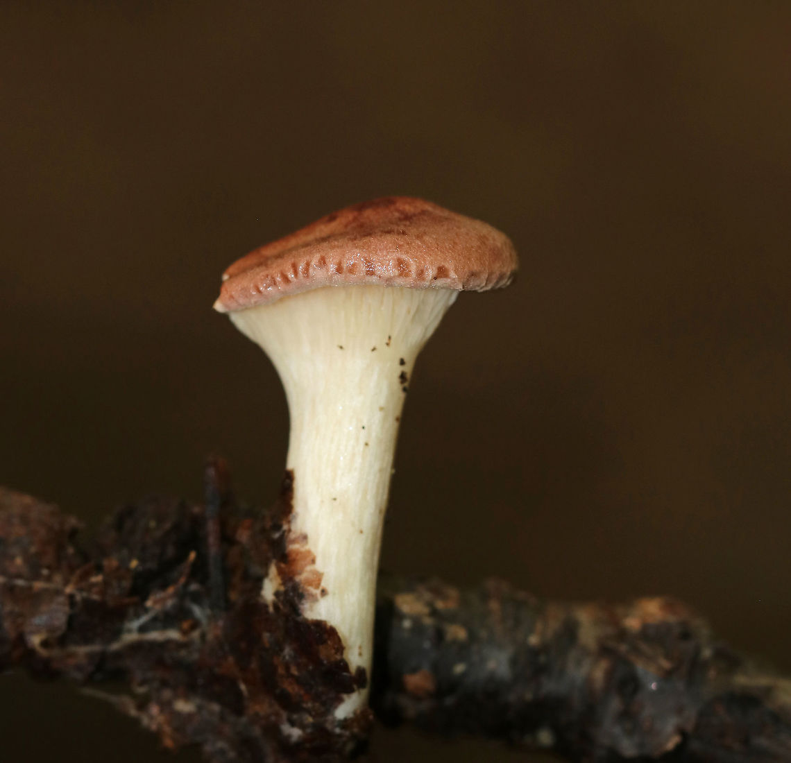 Lilac Oysterling -  Panus conchatus <br />
Habitat: Growing on a hardwood stick in a deciduous forest<br />
<figure class="photo"><a href="https://www.jungledragon.com/image/83802/lilac_oysterling_-_panus_conchatus.html" title="Lilac Oysterling -  Panus conchatus"><img src="https://s3.amazonaws.com/media.jungledragon.com/images/3232/83802_thumb.jpg?AWSAccessKeyId=05GMT0V3GWVNE7GGM1R2&Expires=1767225610&Signature=X6f489N%2BfOH1erVDGCkpBnkdMbs%3D" width="148" height="152" alt="Lilac Oysterling -  Panus conchatus Habitat: Growing on a hardwood stick in a deciduous forest<br />
https://www.jungledragon.com/image/83801/unidentified_mushroom_-_panus_sp.html Geotagged,Lilac Oysterling,Panus conchatus,Summer,United States" /></a></figure> Geotagged,Panus conchatus,Summer,United States,fungus,mushroom