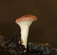Lilac Oysterling - Panus conchatus <br />
Habitat: Growing on a hardwood stick in a deciduous forest<br />
https://www.jungledragon.com/image/83802/unidentified_mushroom_-_panus_sp.html Geotagged,Panus conchatus,Summer,United States,fungus,mushroom