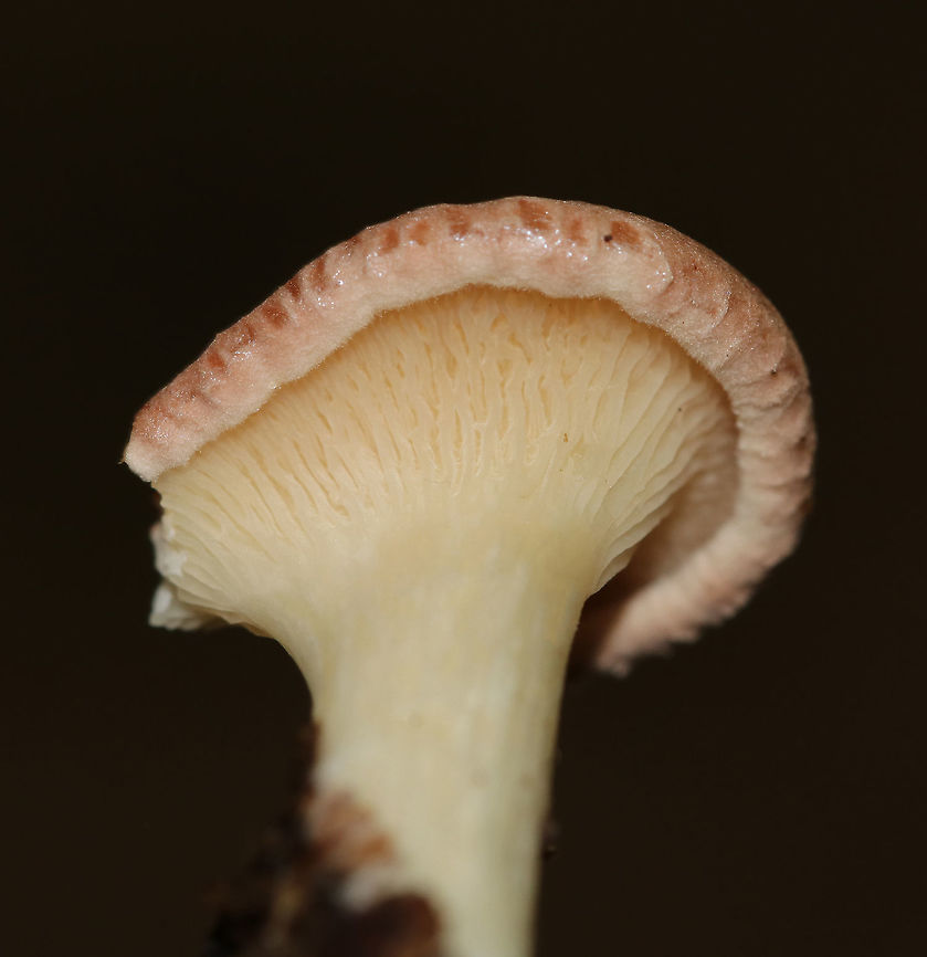 Lilac Oysterling -  Panus conchatus Habitat: Growing on a hardwood stick in a deciduous forest<br />
<figure class="photo"><a href="https://www.jungledragon.com/image/83801/lilac_oysterling_-_panus_conchatus.html" title="Lilac Oysterling -  Panus conchatus"><img src="https://s3.amazonaws.com/media.jungledragon.com/images/3232/83801_thumb.jpg?AWSAccessKeyId=05GMT0V3GWVNE7GGM1R2&Expires=1767225610&Signature=P31rVeY1Auftiobn1NJV%2FUqCSl0%3D" width="200" height="194" alt="Lilac Oysterling -  Panus conchatus <br />
Habitat: Growing on a hardwood stick in a deciduous forest<br />
https://www.jungledragon.com/image/83802/unidentified_mushroom_-_panus_sp.html Geotagged,Panus conchatus,Summer,United States,fungus,mushroom" /></a></figure> Geotagged,Lilac Oysterling,Panus conchatus,Summer,United States