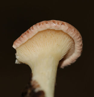 Lilac Oysterling -  Panus conchatus Habitat: Growing on a hardwood stick in a deciduous forest
https://www.jungledragon.com/image/83801/unidentified_mushroom_-_panus_sp.html Geotagged,Lilac Oysterling,Panus conchatus,Summer,United States