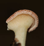 Lilac Oysterling -  Panus conchatus Habitat: Growing on a hardwood stick in a deciduous forest<br />
https://www.jungledragon.com/image/83801/unidentified_mushroom_-_panus_sp.html Geotagged,Lilac Oysterling,Panus conchatus,Summer,United States