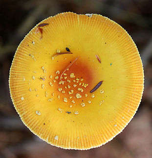 Amanita frostiana Beautiful mushroom with a yellow cap (~ 6-7 cm) that had lighter yellow patches on it. The stem was yellow and had a yellowish ring. Free, white gills that had yellow edges.

Habitat: Mixed forest with lots of pine and eastern hemlock
https://www.jungledragon.com/image/105098/amanita_frostiana.html
https://www.jungledragon.com/image/105097/amanita_frostiana.html Amanita frostiana,Geotagged,Summer,United States,amanita,amanita frostiana