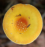 Amanita frostiana Beautiful mushroom with a yellow cap (~ 6-7 cm) that had lighter yellow patches on it. The stem was yellow and had a yellowish ring. Free, white gills that had yellow edges.<br />
<br />
Habitat: Mixed forest with lots of pine and eastern hemlock<br />
https://www.jungledragon.com/image/105098/amanita_frostiana.html<br />
https://www.jungledragon.com/image/105097/amanita_frostiana.html Amanita frostiana,Geotagged,Summer,United States,amanita,amanita frostiana