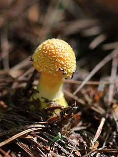 Frost's Amanita - Amanita frostiana Beautiful mushroom with a yellow cap (~ 6-7 cm) that had lighter yellow patches on it. The stem was yellow and had a yellowish ring. Free, white gills that had yellow edges.

Habitat: Mixed forest with lots of pine and eastern hemlock
https://www.jungledragon.com/image/83803/american_yellow_dust_amanita_-_amanita_flavoconia.html
https://www.jungledragon.com/image/105098/amanita_frostiana.html
https://www.jungledragon.com/image/105097/amanita_frostiana.html
 Amanita frostiana,Frost&rsquo;s Amanita,Geotagged,Summer,United States