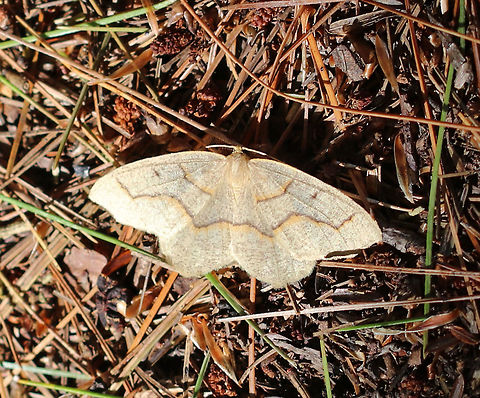 Mournful Thorn - Lambdina fiscellaria WS: ~40 mm. Tan FW that were peppered darker. Yellow-edged purplish PM line that was strongly kinked. Hosts: Various trees, including hemlock, balsam fir, white spruce, and oak.

Habitat: Coniferous forest Geotagged,Lambdina,Lambdina fiscellaria,Summer,United States,hemlock looper,looper,moth