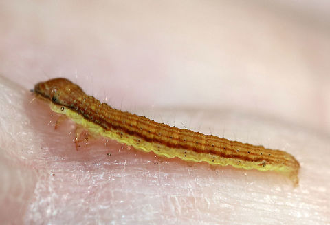 Linden Looper - Erannis tiliaria Habitat: Mixed forest Erannis tiliaria,Geotagged,Linden Looper,Summer,United States,caterpillar,erannis,looper