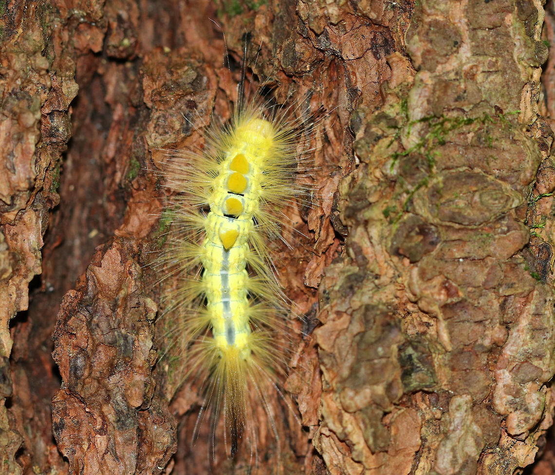 Definite-marked Tussock Moth Caterpillar - Orgyia definita Bright yellow caterpillar with a middorsal stripe and yellow tufts on A1 - A4. Foodplants: Basswood, birch, blueberry, elm, maple, oak, willow, and other woody plants<br />
<br />
Habitat: Mostly coniferous forest Geotagged,Orgyia,Orgyia definita,Summer,United States,caterpillar