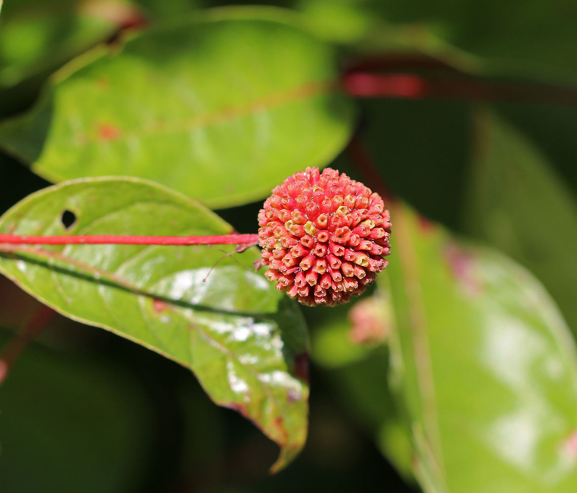 Buttonbush - Cephalanthus occidentalis Cute as a button? Buttonbush has white, ball-shaped blooms. The red fruit follows later in the summer. The foliage emerges red, then turns green, and finally burgundy in the fall.<br />
<br />
Habitat: Growing near a pond in a mixed forest<br />
<br />
Adapts well to multiple conditions. The bright red fruit of C. Sugar Shack Buttonbush,Cephalanthus occidentalis,Geotagged,Summer,United States,button-willow,buttonbush,common buttonbush,honey-bells