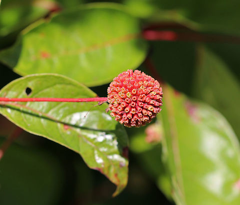 Buttonbush - Cephalanthus occidentalis Cute as a button? Buttonbush has white, ball-shaped blooms. The red fruit follows later in the summer. The foliage emerges red, then turns green, and finally burgundy in the fall.

Habitat: Growing near a pond in a mixed forest

Adapts well to multiple conditions. The bright red fruit of C. Sugar Shack Buttonbush,Cephalanthus occidentalis,Geotagged,Summer,United States,button-willow,buttonbush,common buttonbush,honey-bells