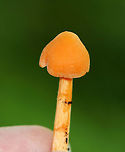 Entoloma quadratum Long, thin orange mushroom with whitish basal mycelium. The stem was ~8 cm long. Cap was about 15 mm, conical, and slightly tacky. The flesh and stem were very fragile. No odor detected.<br />
<br />
Habitat: Mixed forest – growing on a mossy, rotting conifer log.<br />
https://www.jungledragon.com/image/83827/entoloma_quadratum.html Entoloma,Entoloma quadratum,Geotagged,Summer,United States,mushroom,orange mushroom