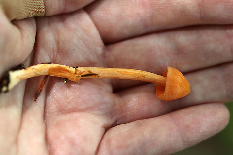 Entoloma quadratum Long, thin orange mushroom with whitish basal mycelium. The stem was ~8 cm long. Cap was about 15 mm, conical, and slightly tacky. The flesh and stem were very fragile. No odor detected.

Habitat: Mixed forest &ndash; growing on a mossy, rotting conifer log.
https://www.jungledragon.com/image/83826/entoloma_quadratum.html Entoloma,Entoloma quadratum,Geotagged,Summer,United States