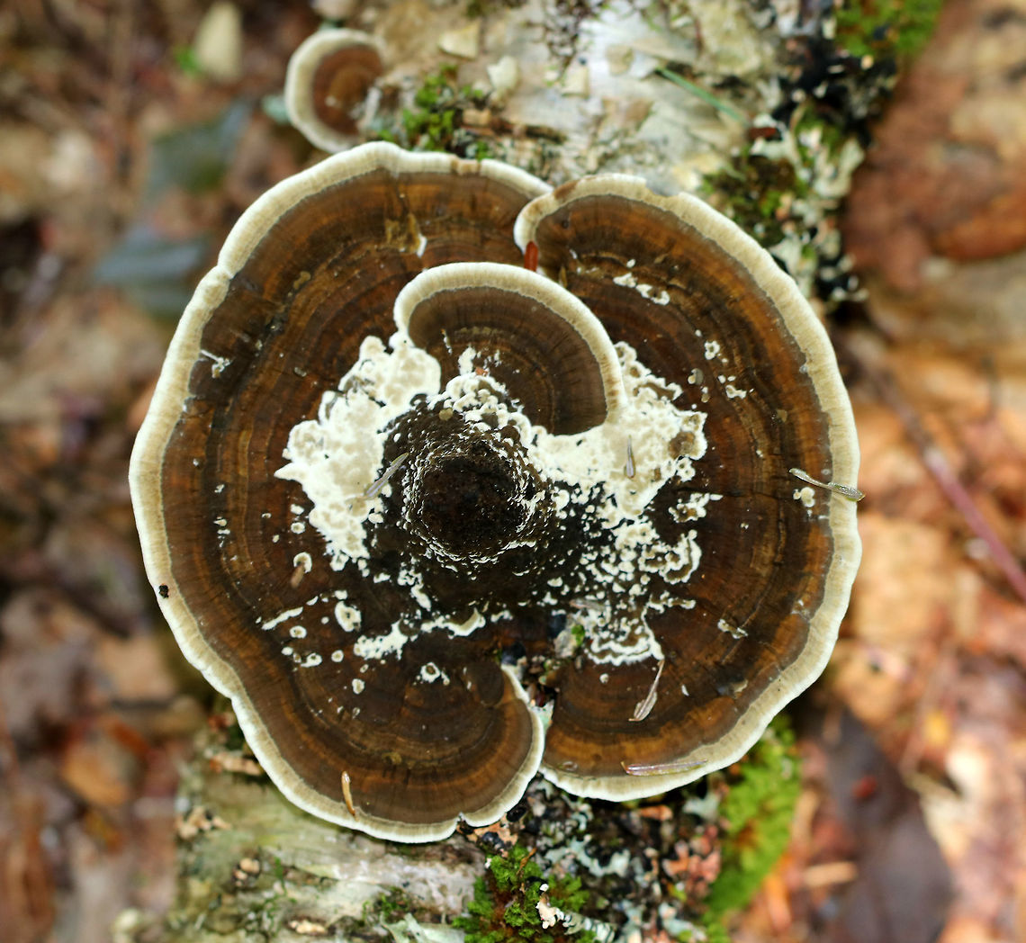 Daedaleopsis sp. The top of the caps had zones of brown and tan colors. The pores bruised brown.<br />
<br />
Habitat: Growing on rotting birch wood in a mixed forest.<br />
<figure class="photo"><a href="https://www.jungledragon.com/image/83829/daedaleopsis_sp.html" title="Daedaleopsis sp."><img src="https://s3.amazonaws.com/media.jungledragon.com/images/3232/83829_thumb.jpg?AWSAccessKeyId=05GMT0V3GWVNE7GGM1R2&Expires=1759968010&Signature=EcvZbZ5NGLrsY2%2BLZO9Cwvv6Ks4%3D" width="108" height="152" alt="Daedaleopsis sp. The top of the caps had zones of brown and tan colors. The pores bruised brown.<br />
<br />
Habitat: Growing on rotting birch wood in a mixed forest.<br />
https://www.jungledragon.com/image/83828/cerioporus_mollis.html Daedaleopsis,Geotagged,Summer,United States" /></a></figure> Daedaleopsis,Geotagged,Summer,United States,fungus