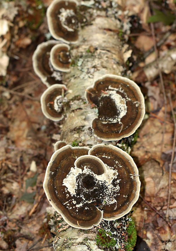 Daedaleopsis sp. The top of the caps had zones of brown and tan colors. The pores bruised brown.<br />
<br />
Habitat: Growing on rotting birch wood in a mixed forest.<br />
<figure class="photo"><a href="https://www.jungledragon.com/image/83828/daedaleopsis_sp.html" title="Daedaleopsis sp."><img src="https://s3.amazonaws.com/media.jungledragon.com/images/3232/83828_thumb.jpg?AWSAccessKeyId=05GMT0V3GWVNE7GGM1R2&Expires=1759968010&Signature=9UZoEf%2FHgbo7LsMdTO%2Be9KTOr0Y%3D" width="200" height="184" alt="Daedaleopsis sp. The top of the caps had zones of brown and tan colors. The pores bruised brown.<br />
<br />
Habitat: Growing on rotting birch wood in a mixed forest.<br />
https://www.jungledragon.com/image/83829/cerioporus_mollis.html Daedaleopsis,Geotagged,Summer,United States,fungus" /></a></figure> Daedaleopsis,Geotagged,Summer,United States