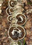 Daedaleopsis sp. The top of the caps had zones of brown and tan colors. The pores bruised brown.<br />
<br />
Habitat: Growing on rotting birch wood in a mixed forest.<br />
https://www.jungledragon.com/image/83828/cerioporus_mollis.html Daedaleopsis,Geotagged,Summer,United States