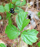 Swamp Dewberry - Rubus hispidus This plant has white flowers in early to mid-summer, which are replaced by clusters of drupes. Immature drupes are light green or white, then become red during an intermediate stage, and finally blackish when ripe. The drupes consist of druplets, each of which contains a single seed. The mature drupes are sour in flavor.  The leaves are semi-evergreen and often turn reddish in the autumn.<br />
<br />
Habitat: Growing along the edge of a pond in a mixed forest<br />
https://www.jungledragon.com/image/83831/swamp_dewberry_-_rubus_hispidus.html Geotagged,Rubus,Rubus hispidus,Summer,Swamp dewberry,United States,dewberry