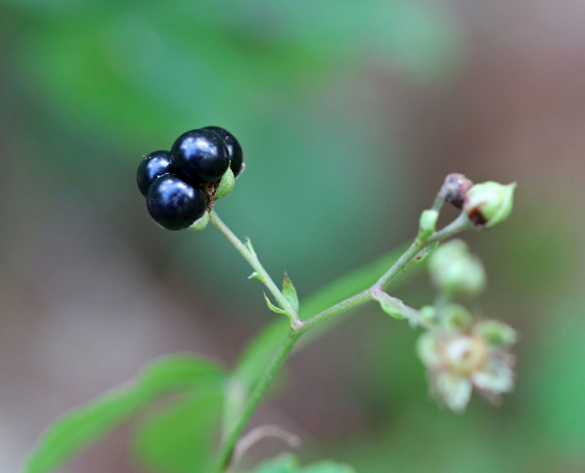 Swamp Dewberry - Rubus hispidus This plant has white flowers in early to mid-summer, which are replaced by clusters of drupes. Immature drupes are light green or white, then become red during an intermediate stage, and finally blackish when ripe. The drupes consist of druplets, each of which contains a single seed. The mature drupes are sour in flavor. The leaves are semi-evergreen and often turn reddish in the autumn.<br />
<br />
Habitat: Growing along the edge of a pond in a mixed forest<br />
<figure class="photo"><a href="https://www.jungledragon.com/image/83830/swamp_dewberry_-_rubus_hispidus.html" title="Swamp Dewberry - Rubus hispidus"><img src="https://s3.amazonaws.com/media.jungledragon.com/images/3232/83830_thumb.jpg?AWSAccessKeyId=05GMT0V3GWVNE7GGM1R2&Expires=1770854410&Signature=K4eWm2uPPeJm0H1HYzjzQ6tbgo8%3D" width="132" height="152" alt="Swamp Dewberry - Rubus hispidus This plant has white flowers in early to mid-summer, which are replaced by clusters of drupes. Immature drupes are light green or white, then become red during an intermediate stage, and finally blackish when ripe. The drupes consist of druplets, each of which contains a single seed. The mature drupes are sour in flavor.  The leaves are semi-evergreen and often turn reddish in the autumn.<br />
<br />
Habitat: Growing along the edge of a pond in a mixed forest<br />
https://www.jungledragon.com/image/83831/swamp_dewberry_-_rubus_hispidus.html Geotagged,Rubus,Rubus hispidus,Summer,Swamp dewberry,United States,dewberry" /></a></figure> Geotagged,Rubus hispidus,Summer,Swamp dewberry,United States