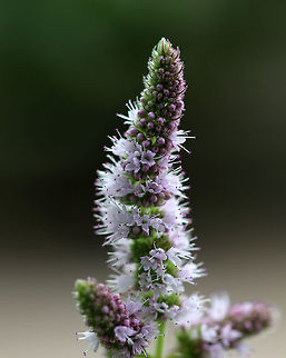 Apple Mint - Mentha suaveolens This plant flowers in late summer and has a very minty smell. The leaves can be used to make apple mint jelly.  It is also used to make tea.

Habitat: Rural garden Apple mint,Geotagged,Mentha suaveolens,Summer,United States,apple mint,mentha,mint,pineapple mint,round-leafed mint,woolly mint