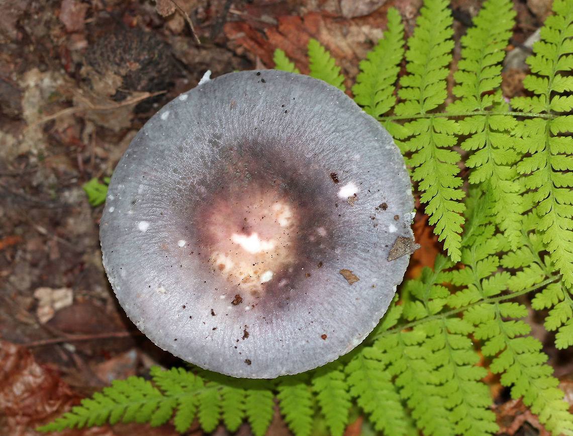 Variable Russula - Russula variata Cap was ~ 7 cm diameter with a sunken center. It was mottled purple with a pinkish brown center. White, forked gills that were close and brittle. White stem with some brown discoloration. <br />
<br />
Habitat: Deciduous forest, under oak (Quercus sp.) Geotagged,Russula variata,Summer,United States,mushroom,russula,variable russula