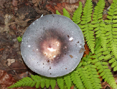 Variable Russula - Russula variata Cap was ~ 7 cm diameter with a sunken center. It was mottled purple with a pinkish brown center. White, forked gills that were close and brittle. White stem with some brown discoloration. 

Habitat: Deciduous forest, under oak (Quercus sp.) Geotagged,Russula variata,Summer,United States,mushroom,russula,variable russula