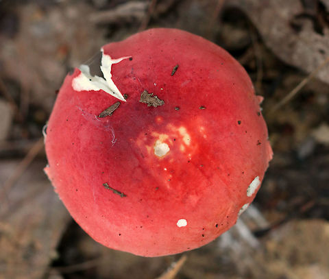 Russula subdepallens Cap: ~8 cm wide; convex, shallowly sunken; bright red with yellow blotches; bumpy margin

Flesh: White and crumbly

Gills: White, attached, fragile

Stem: White, chalky, snaps cleanly

Odor: none

Taste: Mild

Habitat: Scattered, growing on the ground under oak in a mixed forest with lots of hemlock and birch. Geotagged,Russula,Russula subdepallens,Summer,United States,mushroom,red mushroom