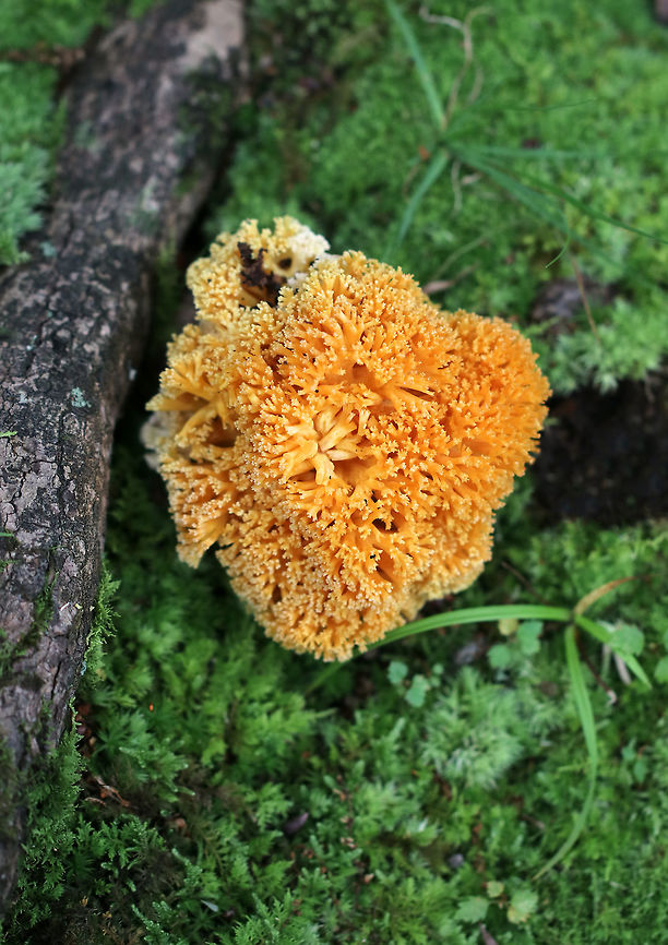 Ramaria sp. Large, orange, fluffy Ramaria with a white base. <br />
<br />
Habitat: Growing on the ground beside a pond in a mostly deciduous forest. Geotagged,Summer,United States,fungus,ramaria