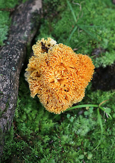 Ramaria sp. Large, orange, fluffy Ramaria with a white base. 

Habitat: Growing on the ground beside a pond in a mostly deciduous forest. Geotagged,Summer,United States,fungus,ramaria