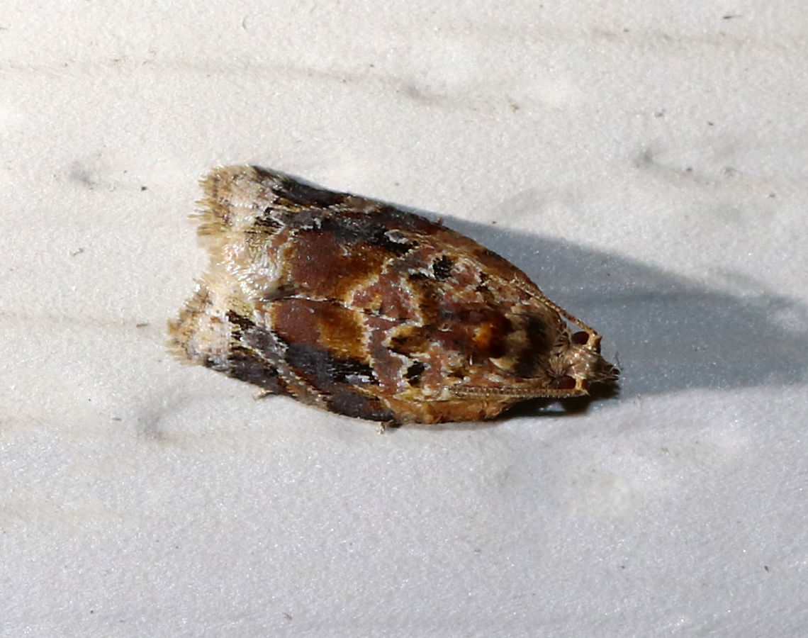 Red-banded Leafroller Moth - Argyrotaenia velutinana Total length: ~10 mm. Whitish forewing is mottled gray and reddish brown in basal and subterminal areas.<br />
<br />
Attracted to a light in a rural area Argyrotaenia velutinana,Geotagged,Moth,Red-banded leafroller moth,Summer,United States