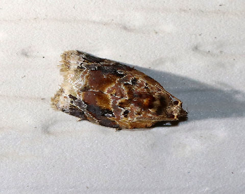 Red-banded Leafroller Moth - Argyrotaenia velutinana Total length: ~10 mm. Whitish forewing is mottled gray and reddish brown in basal and subterminal areas.

Attracted to a light in a rural area Argyrotaenia velutinana,Geotagged,Moth,Red-banded leafroller moth,Summer,United States