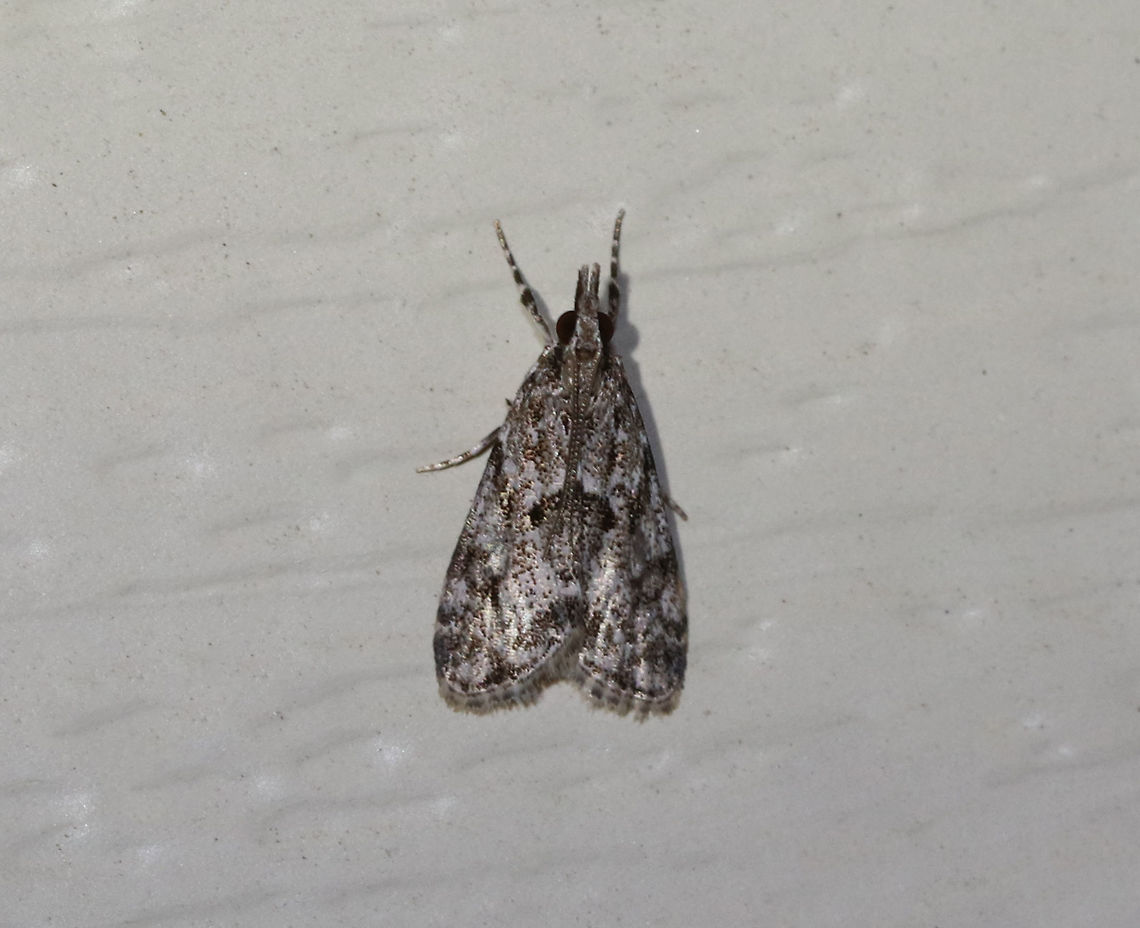 Eudonia heterosalis Habitat: Attracted to a 395 nm LED light in a rural area Eudonia heterosalis,Geotagged,Summer,United States,eudonia,moth