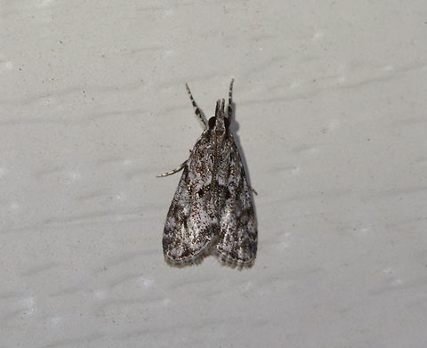 Eudonia heterosalis Habitat: Attracted to a 395 nm LED light in a rural area Eudonia heterosalis,Geotagged,Summer,United States,eudonia,moth