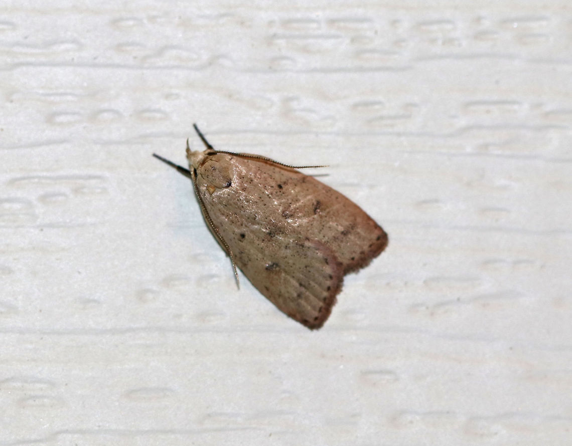 Gold-striped Leaftier - Machimia tentoriferella Brownish gray forewings with two sharp blackish dots in the antemedial and reniform spot positions that form a triangle with a more diffuse spot on inner margin. Postmedial line was diffuse. Upturned labial palps.<br />
<br />
Habitat: Attracted to a 395 nm LED light in a rural area. Geotagged,Gold-striped leaftier moth,Machimia tentoriferella,Summer,United States,leaftier,machimia,moth