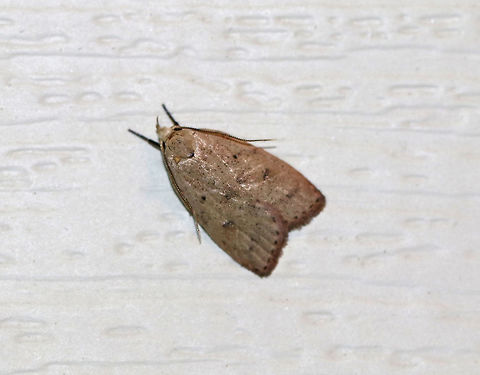 Gold-striped Leaftier - Machimia tentoriferella Brownish gray forewings with two sharp blackish dots in the antemedial and reniform spot positions that form a triangle with a more diffuse spot on inner margin. Postmedial line was diffuse. Upturned labial palps.

Habitat: Attracted to a 395 nm LED light in a rural area. Geotagged,Gold-striped leaftier moth,Machimia tentoriferella,Summer,United States,leaftier,machimia,moth