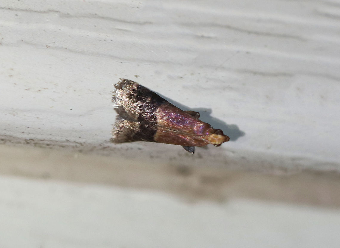 Broad-banded Eulogia - Eulogia ochrifrontella This tiny moth was so pretty, but wouldn&#039;t cooperate for a photo! This is the only species in this genus.<br />
<br />
Habitat: Attracted to a 395 nm LED light in a rural area. Broad-banded Eulogia,Eulogia,Eulogia ochrifrontella,Geotagged,Summer,United States,moth