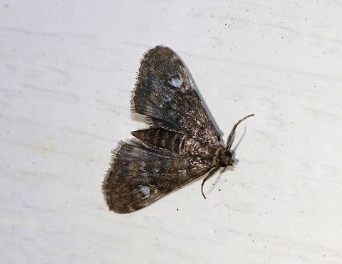 Black Duckweed Moth - Elophila tinealis Total length: ~5 mm. Dark forewings with whitish blue spots in median area. Short antennae. 

Habitat: Attracted to a 395 nm LED light in a rural area. Black Duckweed Moth,Elophila tinealis,Geotagged,Summer,United States