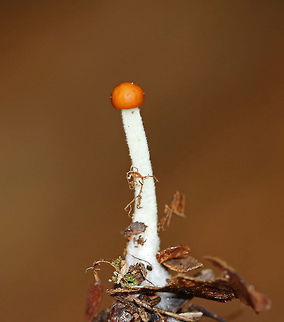 Unidentified Mushroom Habitat: Under eastern hemlock in a mixed forest; growing on humus
https://www.jungledragon.com/image/83901/unidentified_mushroom.html Geotagged,Summer,United States,mushroom