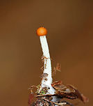 Unidentified Mushroom Habitat: Under eastern hemlock in a mixed forest; growing on humus<br />
https://www.jungledragon.com/image/83901/unidentified_mushroom.html Geotagged,Summer,United States,mushroom