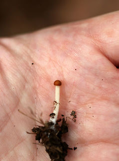 Unidentified Mushroom Habitat: Under eastern hemlock in a mixed forest; growing on humus
https://www.jungledragon.com/image/83900/unidentified_mushroom.html Geotagged,Summer,United States