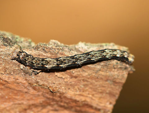 Unidentified Caterpillar - Geometridae I saw some cool things while hiking in New Hampshire over the weekend, but the weather was windy and I was tired from so much hiking...So, there will be mostly blurry photos from this adventure!

Habitat: I found it crawling up a tree that I was resting against; mixed, but mostly coniferous forest
https://www.jungledragon.com/image/83903/unidentified_caterpillar_-_geometridae.html Geotagged,Summer,United States,caterpillar,geometridae