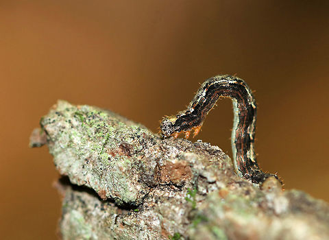 Unidentified Caterpillar - Geometridae I saw some cool things while hiking in New Hampshire over the weekend, but the weather was windy and I was tired from so much hiking...So, there will be mostly blurry photos from this adventure!

Habitat: I found it crawling up a tree that I was resting against; mixed, but mostly coniferous forest
https://www.jungledragon.com/image/83902/unidentified_caterpillar_-_geometridae.html Geotagged,Summer,United States,caterpillar,geometridae