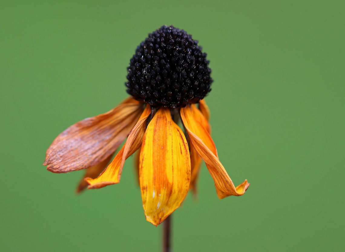 Brown-eyed Susan - Rudbeckia triloba This is supposed to be Rudbeckia triloba, but it looks more like Rudbeckia hirta to me. So, I'm not sure, but am going with the alleged ID for now. <br />
<br />
Habitat: Rural, native plant garden Brown-eyed Susan,Geotagged,Rudbeckia triloba,Summer,United States