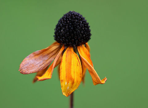 Brown-eyed Susan - Rudbeckia triloba This is supposed to be Rudbeckia triloba, but it looks more like Rudbeckia hirta to me. So, I'm not sure, but am going with the alleged ID for now. 

Habitat: Rural, native plant garden Brown-eyed Susan,Geotagged,Rudbeckia triloba,Summer,United States