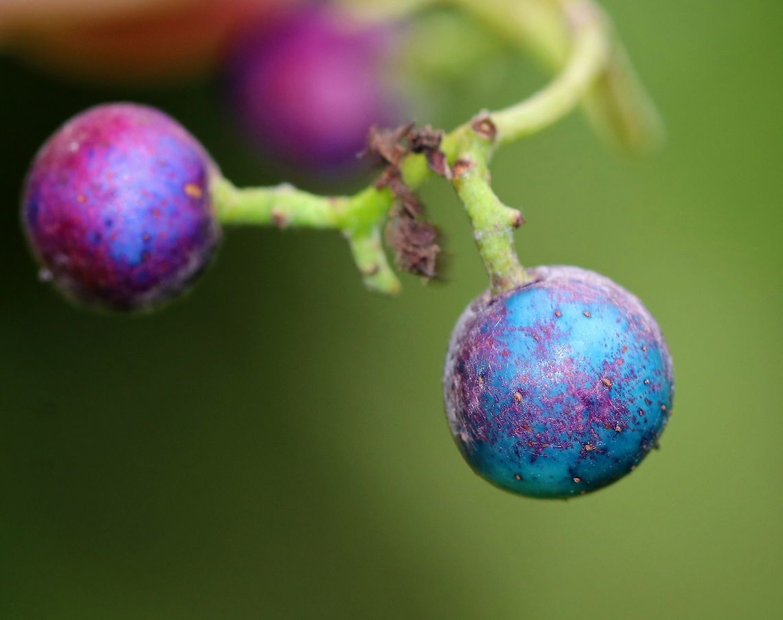 Porcelain Berry  - Ampelopsis glandulosa var. brevipedunculata Highly invasive in the eastern United States. The berries are stunning colors due to an anthocyanidins-flavonols copigmentation phenomenon.<br />
<br />
Habitat: Meadow edge<br />
<figure class="photo"><a href="https://www.jungledragon.com/image/83910/porcelain_berry_-_ampelopsis_glandulosa_var._brevipedunculata.html" title="Porcelain Berry - Ampelopsis glandulosa var. brevipedunculata"><img src="https://s3.amazonaws.com/media.jungledragon.com/images/3232/83910_thumb.jpg?AWSAccessKeyId=05GMT0V3GWVNE7GGM1R2&Expires=1759968010&Signature=Cz053c%2FA41Z%2B%2Bmhqfpz4uTs0qdI%3D" width="200" height="156" alt="Porcelain Berry - Ampelopsis glandulosa var. brevipedunculata Highly invasive in the eastern United States. The berries are stunning colors due to an anthocyanidins-flavonols copigmentation phenomenon.<br />
<br />
Habitat: Meadow edge<br />
https://www.jungledragon.com/image/83907/porcelain_berry_-_ampelopsis_glandulosa_var._brevipedunculata.html<br />
https://www.jungledragon.com/image/83909/porcelain_berry_-_ampelopsis_glandulosa_var._brevipedunculata.html<br />
https://www.jungledragon.com/image/83908/porcelain_berry_-_ampelopsis_glandulosa_var._brevipedunculata.html Ampelopsis glandulosa,Geotagged,Porcelain Berry,Summer,United States" /></a></figure><br />
<figure class="photo"><a href="https://www.jungledragon.com/image/83909/porcelain_berry_-_ampelopsis_glandulosa_var._brevipedunculata.html" title="Porcelain Berry - Ampelopsis glandulosa var. brevipedunculata"><img src="https://s3.amazonaws.com/media.jungledragon.com/images/3232/83909_thumb.jpg?AWSAccessKeyId=05GMT0V3GWVNE7GGM1R2&Expires=1759968010&Signature=PIaxuCPBLuV0bl0eZImZKMPPUas%3D" width="200" height="162" alt="Porcelain Berry - Ampelopsis glandulosa var. brevipedunculata Highly invasive in the eastern United States. The berries are stunning colors due to an anthocyanidins-flavonols copigmentation phenomenon.<br />
<br />
Habitat: Meadow edge<br />
https://www.jungledragon.com/image/83907/porcelain_berry_-_ampelopsis_glandulosa_var._brevipedunculata.html<br />
https://www.jungledragon.com/image/83910/porcelain_berry_-_ampelopsis_glandulosa_var._brevipedunculata.html<br />
https://www.jungledragon.com/image/83908/porcelain_berry_-_ampelopsis_glandulosa_var._brevipedunculata.html Ampelopsis glandulosa,Geotagged,Porcelain Berry,Summer,United States" /></a></figure><br />
<figure class="photo"><a href="https://www.jungledragon.com/image/83908/porcelain_berry_-_ampelopsis_glandulosa_var._brevipedunculata.html" title="Porcelain Berry - Ampelopsis glandulosa var. brevipedunculata"><img src="https://s3.amazonaws.com/media.jungledragon.com/images/3232/83908_thumb.jpg?AWSAccessKeyId=05GMT0V3GWVNE7GGM1R2&Expires=1759968010&Signature=5jm6M1kLK8OLp%2BqenFiriDcVREo%3D" width="200" height="154" alt="Porcelain Berry - Ampelopsis glandulosa var. brevipedunculata Highly invasive in the eastern United States. The berries are stunning colors due to an anthocyanidins-flavonols copigmentation phenomenon.<br />
<br />
Habitat: Meadow edge<br />
https://www.jungledragon.com/image/83907/porcelain_berry_-_ampelopsis_glandulosa_var._brevipedunculata.html<br />
https://www.jungledragon.com/image/83910/porcelain_berry_-_ampelopsis_glandulosa_var._brevipedunculata.html<br />
https://www.jungledragon.com/image/83909/porcelain_berry_-_ampelopsis_glandulosa_var._brevipedunculata.html Ampelopsis glandulosa,Geotagged,Porcelain Berry,Summer,United States" /></a></figure> Ampelopsis,Ampelopsis glandulosa,Ampelopsis glandulosa var. brevipedunculata,Amur peppervine,Geotagged,Summer,United States,creeper,porcelain berry,wild grape