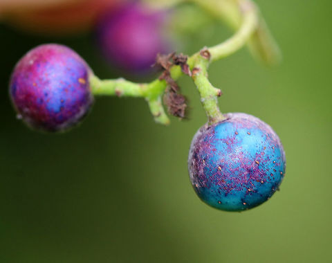 Porcelain Berry  - Ampelopsis glandulosa var. brevipedunculata Highly invasive in the eastern United States. The berries are stunning colors due to an anthocyanidins-flavonols copigmentation phenomenon.

Habitat: Meadow edge
https://www.jungledragon.com/image/83910/porcelain_berry_-_ampelopsis_glandulosa_var._brevipedunculata.html
https://www.jungledragon.com/image/83909/porcelain_berry_-_ampelopsis_glandulosa_var._brevipedunculata.html
https://www.jungledragon.com/image/83908/porcelain_berry_-_ampelopsis_glandulosa_var._brevipedunculata.html Ampelopsis,Ampelopsis glandulosa,Ampelopsis glandulosa var. brevipedunculata,Amur peppervine,Geotagged,Summer,United States,creeper,porcelain berry,wild grape